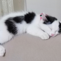 Tuxedo (Smokin) Kedi, Kedi  Sütlaç fotoğrafı