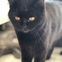 British Shorthair, Kedi  Çikolata fotoğrafı