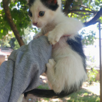 Tekir Kedi, Kedi  Adı yok fotoğrafı
