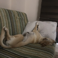 Golden Retriever, Köpek  Perla fotoğrafı