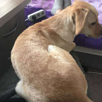 Golden Retriever, Köpek  Perla fotoğrafı