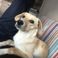 Golden Retriever, Köpek  Perla fotoğrafı