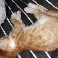 Sarman, Kedi  Şerbet fotoğrafı