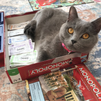 British Shorthair, Kedi  Mia fotoğrafı