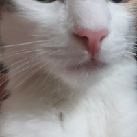 Tekir Kedi, Kedi  Puf fotoğrafı