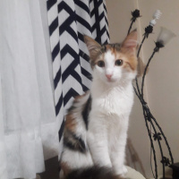 Tekir Kedi, Kedi  Puf fotoğrafı
