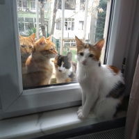 Tekir Kedi, Kedi  Puf fotoğrafı