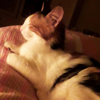 Tekir Kedi, Kedi  Puf fotoğrafı