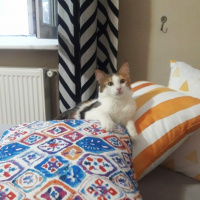 Tekir Kedi, Kedi  Puf fotoğrafı