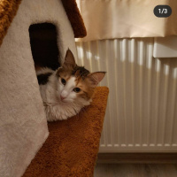 Tekir Kedi, Kedi  Puf fotoğrafı