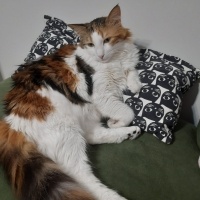 Tekir Kedi, Kedi  Puf fotoğrafı