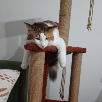 Tekir Kedi, Kedi  Puf fotoğrafı