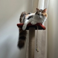 Tekir Kedi, Kedi  Puf fotoğrafı
