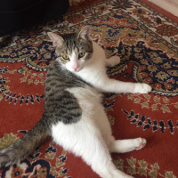 Tekir Kedi, Kedi  Çiko fotoğrafı