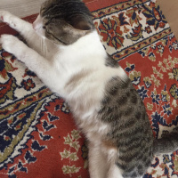 Tekir Kedi, Kedi  Çiko fotoğrafı