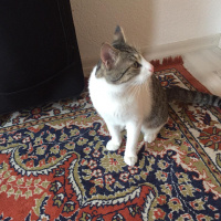 Tekir Kedi, Kedi  Çiko fotoğrafı
