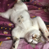 Tekir Kedi, Kedi  Lulu fotoğrafı