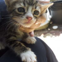 Tekir Kedi, Kedi  Boldy fotoğrafı