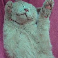 British Shorthair, Kedi  Çakıl fotoğrafı