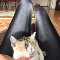 Tekir Kedi, Kedi  Bihter fotoğrafı