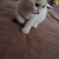 Tekir Kedi, Kedi  Köfte fotoğrafı