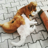 Golden Retriever, Köpek  Pera fotoğrafı