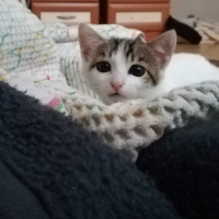 Tekir Kedi, Kedi  Luna fotoğrafı