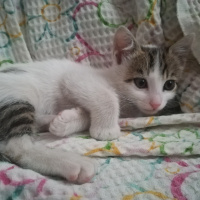 Tekir Kedi, Kedi  Luna fotoğrafı