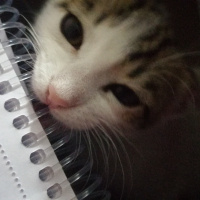 Tekir Kedi, Kedi  Luna fotoğrafı