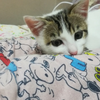 Tekir Kedi, Kedi  Luna fotoğrafı