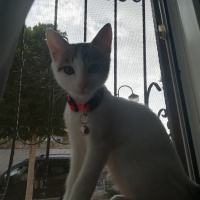 Tekir Kedi, Kedi  Luna fotoğrafı