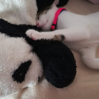 Tekir Kedi, Kedi  Luna fotoğrafı