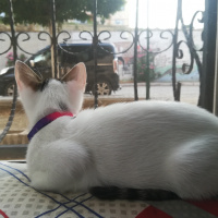 Tekir Kedi, Kedi  Luna fotoğrafı