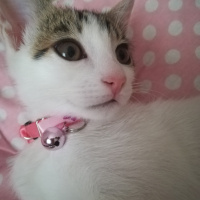 Tekir Kedi, Kedi  Luna fotoğrafı