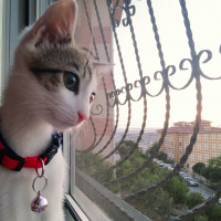 Tekir Kedi, Kedi  Luna fotoğrafı