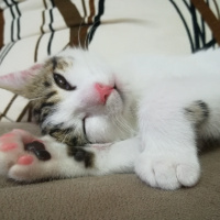 Tekir Kedi, Kedi  Luna fotoğrafı