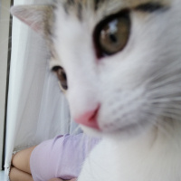 Tekir Kedi, Kedi  Luna fotoğrafı