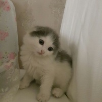 Scottish Fold, Kedi  Mimi  fotoğrafı