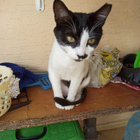 Tuxedo (Smokin) Kedi, Kedi  Çakıl fotoğrafı
