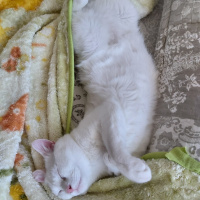 British Shorthair, Kedi  Bulut fotoğrafı