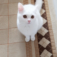 British Shorthair, Kedi  Bulut fotoğrafı