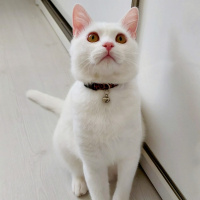 British Shorthair, Kedi  Bulut fotoğrafı