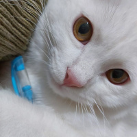 British Shorthair, Kedi  Bulut fotoğrafı