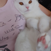British Shorthair, Kedi  Bulut fotoğrafı