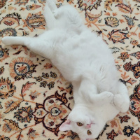 British Shorthair, Kedi  Bulut fotoğrafı