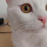 British Shorthair, Kedi  Bulut fotoğrafı