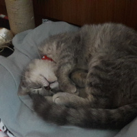 British Shorthair, Kedi  Ceko fotoğrafı