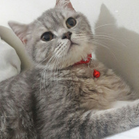British Shorthair, Kedi  Ceko fotoğrafı