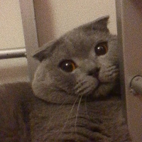 Scottish Fold, Kedi  Kadife fotoğrafı