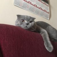 Scottish Fold, Kedi  Kadife fotoğrafı